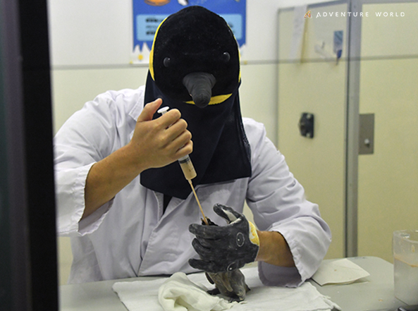 aws_official's tweet photo. 【予告】「初期育雛用ペンギン覆面」制作者を大募集！

赤ちゃんの「刷り込み（人慣れ）」を防ぐため、スタッフが給餌時に被るペンギン覆面。
これまでスタッフの手作りで対応してまいりましたが、「視界が狭い」「通気性が悪く過酷」「よりリアルな質感が必要」といった課題がありました。

より快適でリアルな覆面を作るため、皆様の知恵や技術をお借りする企画をスタートします！（詳細は後日発表）
