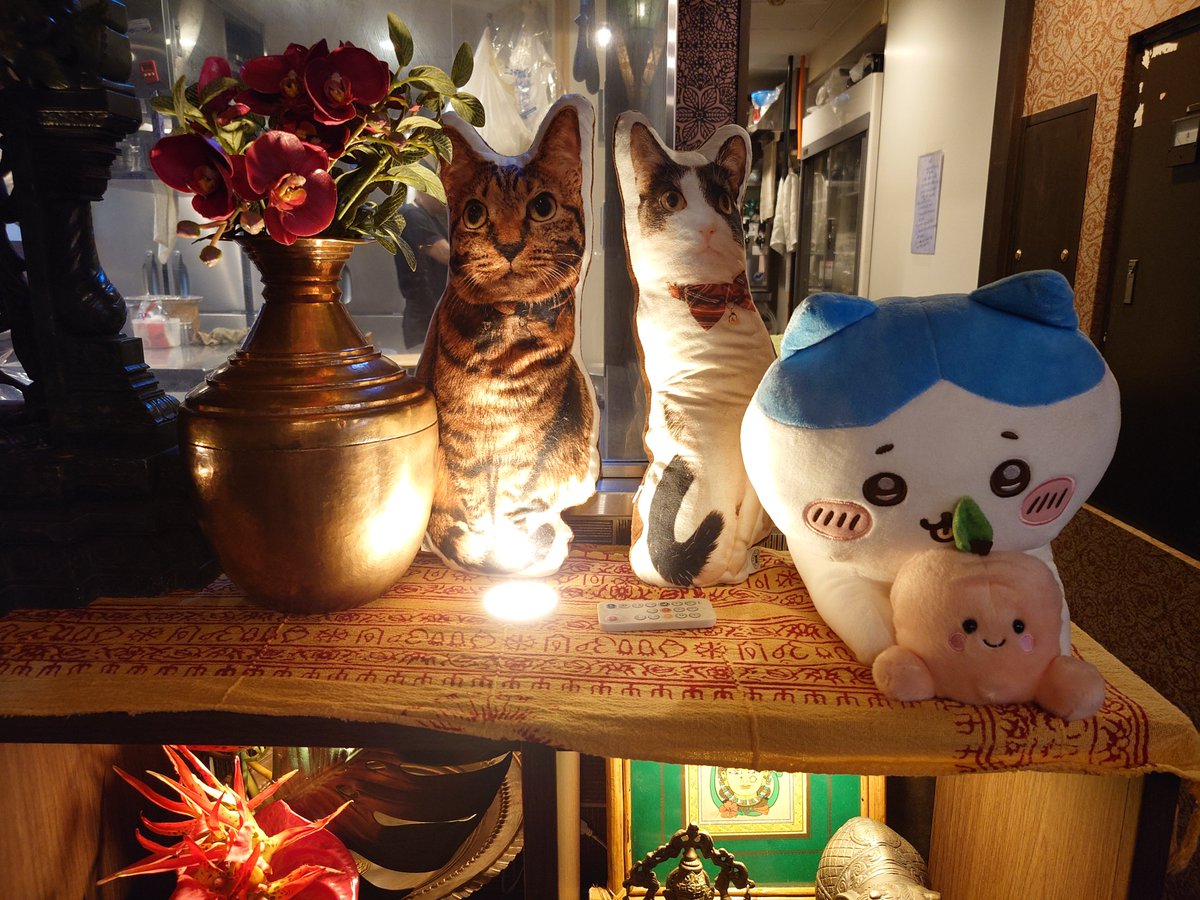 laxmi_meguro's tweet photo. 毎日3時まで遅ランチ＆通し営業ちうにゃ〜😺🍑
暑い時こそスパイシーなお食事を召し上がって体調整えてにゃ〜🩷お待ちしてますにゃ〜🍛☕🍺
🟥毎日　#ランチ　11時半～15時
火：日替→チキンとほうれん草のカレー
🔴毎日通し営業11時半~23時　
#目黒　駅西口権之助坂下り🐾3分
🟧インド&ネパール バル ラクシュミー
050-5597-7347
東京都目黒区下目黒1-3-28 サンウッド目黒 2F