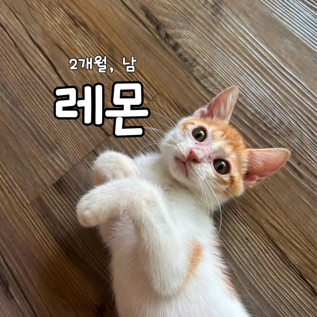 bomdallae74062's tweet photo. 레몬 🍋 입양홍보

2개월, 남

✨️사람을 매우 좋아하는 개냥이!
 처음 보는 사람에게도 경계심이 적습니다.
✨️모르는 분의 발톱 정리도 얌전하게 받음
✨️배변 및 그루밍을 스스로 잘함
✨️활발하기보다는 차분하고 애교가 많은 편

✅️링웜 치료 중으로 좋아지고 있어요! https://t.co/tDPWujygot
