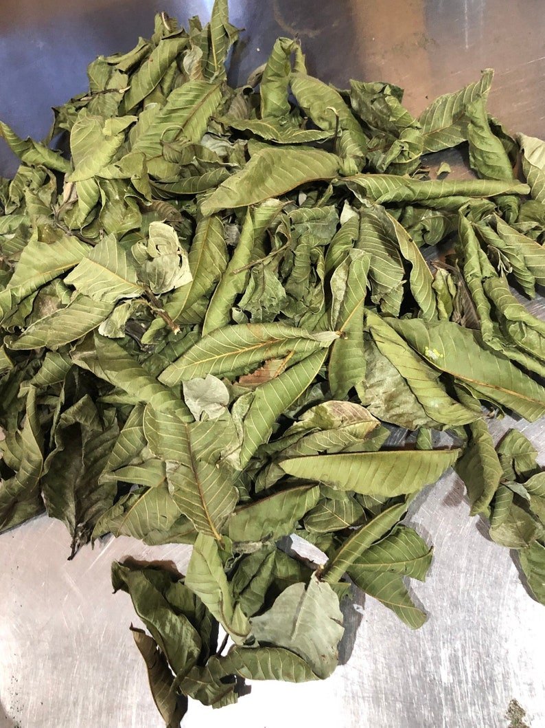 HerbalistHenry_'s tweet photo. GUAVA LEAVES  🌿 

TREATS / CURES  ⬇️
 
 1. Type 2 Diabetes [4 wks, 1 TSPN, 2x daily]
 2. Hypertension (High Blood Pressure) [6 wks, 1 TSPN, 2x daily]
 3. Hyperlipidemia (High Cholesterol) [8 wks, 1 TSPN, 2x daily]
 4. Prostate Enlargement (BPH) [12 wks, 1 TSPN, 2x daily]
 5. Prostate Cancer [6 mos, 2 TSPN, 3x daily]
 6. Breast Cancer [6 mos, 2 TSPN, 3x daily]
 7. Colon Cancer [6 mos, 2 TSPN, 3x daily]
 8. Osteoarthritis [8 wks, 1 TSPN, 2x daily]
 9. Rheumatoid Arthritis [12 wks, 1.5 TSPN, 2x daily]
 10. Acute Diarrhea [1 wk, 1 TSPN, 3x daily]
 11. Dysentery [2 wks, 1 TSPN, 3x daily]
 12. Gastroenteritis [2 wks, 1 TSPN, 3x daily]
 13. Staphylococcus Aureus Infection [4 wks, 1 TSPN, 3x daily]
 14. E. Coli Infection [3 wks, 1 TSPN, 3x daily]
 15. Bronchitis [3 wks, 1 TSPN, 3x daily]
 16. Asthma Attacks [8 wks, 1 TSPN, 2x daily]
 17. Chronic Cough [2 wks, 1 TSPN, 3x daily]
 18. Pulmonary Diseases [12 wks, 1 TSPN, 2x daily]
 19. Dental Caries and Toothache [2 wks, 1 TSPN, 3x daily]
 20. Liver Hepatotoxicity [8 wks, 1 TSPN, 2x daily]
 21. Kidney Inflammation (Nephritis) [6 wks, 1 TSPN, 2x daily]
 22. Peptic Ulcers [6 wks, 1 TSPN, 2x daily]
 23. Metabolic Syndrome [12 wks, 1 TSPN, 2x daily]
 24. Obesity and Weight Management [12 wks, 1 TSPN, 2x daily]
 25. Malaria (Plasmodial Infection) [4 wks, 1.5 TSPN, 3x daily]
 26. Dengue Fever [2 wks, 1 TSPN, 3x daily]
 27. Menstrual Cramps (Dysmenorrhea) [1 wk, 1 TSPN, 3x daily]
 28. Internal Wound Healing [4 wks, 1 TSPN, 2x daily]
 29. Skin Micro-abscesses [3 wks, 1 TSPN, 2x daily]
 30. Insomnia and Sleep Disorders [4 wks, 1 TSPN, 1x daily]

Preparation & Dosage ⬇️ 
Get   GUAVA LEAVES     in  Bulk, air-dry in a shade away from direct sunlight (in a shade / balcony) then blend bulk to POWDER when 100% dehydrated (Takes a week or Less)

Inside half litre of already boiled water (or quantity of water you can consume at a go),  STEEP / SOAK  The measurement / dosage  of  GUAVA LEAVES    Powder associated with the illness you're treating above.  COVER  it and allow infuse for  10 - 20  minutes or until warm enough to drink. 
DO NOT COOK IT!
Filter / Sieve & drink whole liquid extract.
Do this DAILY for the specified number of times & timeframe associated with the illness you intend to treat. 

KINDLY  REPOST / SHARE  &  Follow @HerbalistHenry_  on  X (Twitter)  🙏