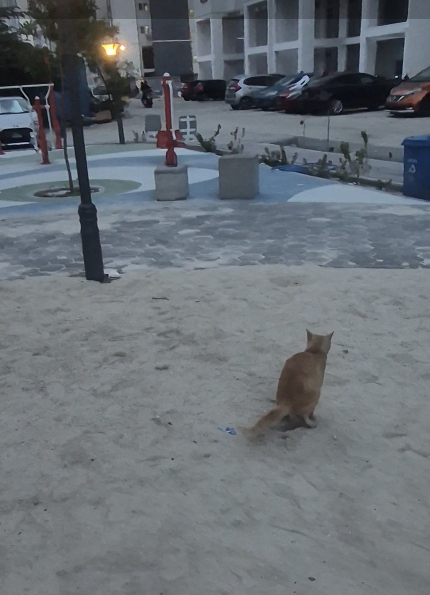 LaraVLlaara's tweet photo. @malshasharyf

Cats take shit in the children’s sand play area where toddlers crawl and play every single day. Toxoplasma risk is real , this is a health hazard for our kids.!
@CityCouncil
@HDC
 Pls Remove the sand immediately and replace it with proper rubber surfacing. https://t.co/MGo0dANVtc