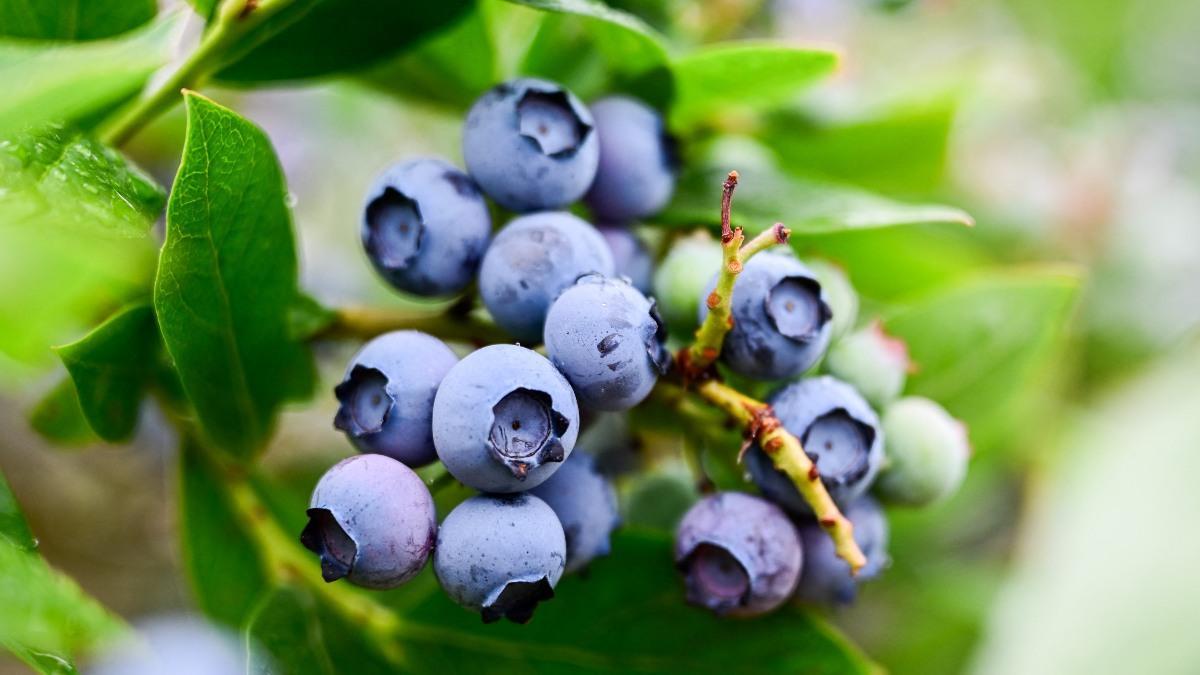UnoNoticias's tweet photo. FDA y CDC investigan brote por frutos rojos GreenWise; piden no consumir productos retirados. #Salud https://t.co/xSinIepk7G https://t.co/Btm1f9xNv9