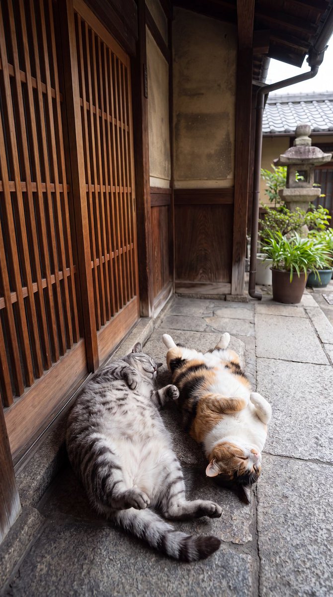 basarafire's tweet photo. 誰だよ、でかい猫２匹も玄関前に落としてったの。 https://t.co/hZ90ubB8vn