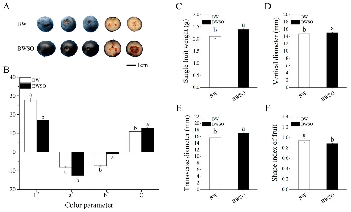 Horticul_MDPI's tweet photo. π« Blueberry seedling selection reshaped fruit color, flavor, and metabolite composition, highlighting key trade-offs between anthocyanin accumulation and vitamin C content.
π Discover the full study:Β https://t.co/ubqGUtYyrE
#academic #publishing #MDPI #horticulture #science https://t.co/bcZF3gOf4K
