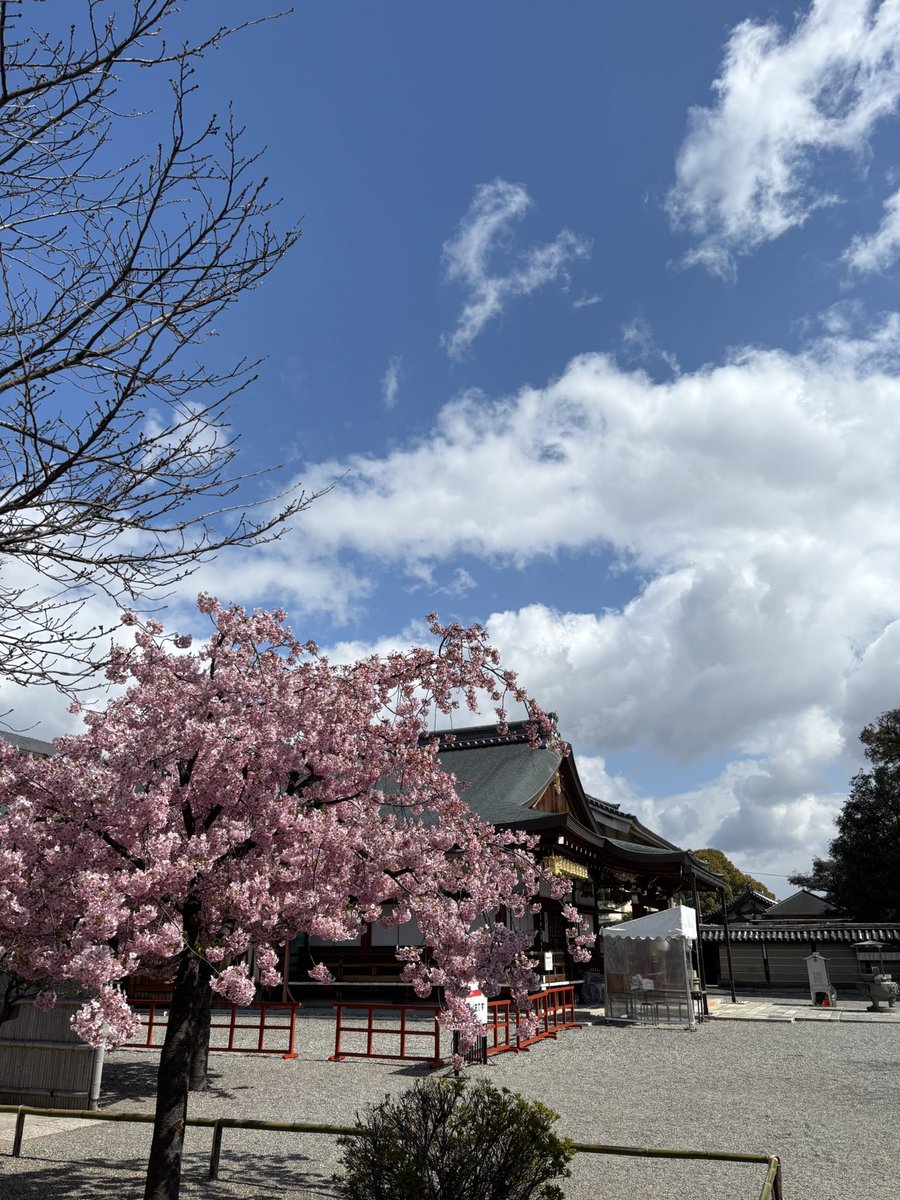 nikunoniisan's tweet photo. 🌸🌸⛩️ https://t.co/xcX8TrYXLb