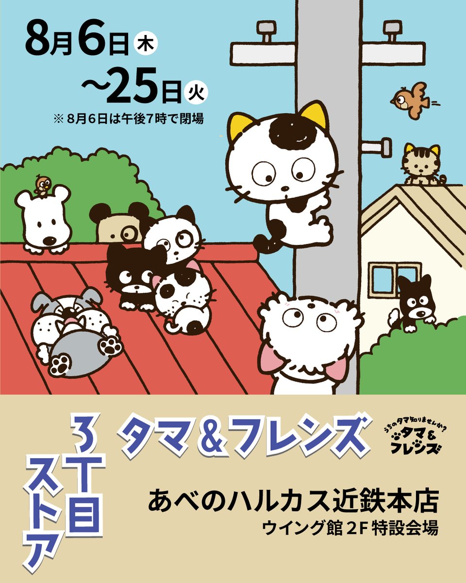 tama_friends's tweet photo. 2026年8月6日（木）～8月25日（火）まで、 #あべのハルカス近鉄本店 にタマ&フレンズ3丁目ストアがオープンします
公式グッズはもちろん、#サンリオキャラクターズ コラボグッズ、東京リベンジャーズと弱虫ペダルとのコラボアイテムもラインナップ。

また、8月6日（木）～8月14日（金）の期間中、税込み2,200円以上お買上げのお客様にクリアポーチ（非売品）をプレゼント
さらに8月15日（土）からはノベルティ第2弾もご用意。
内容は後日あべのハルカス近鉄本店HPにて公開いたします。

8月9日（日）にはタマとポチが遊びにきますよ。
◎8月9日(日)　午前11時～、午後2時～
◎2階ウエルカムガレリア
写真撮影会を開催します。ぜひお越しください。

#大阪 #イベント #うちのタマ知りませんか