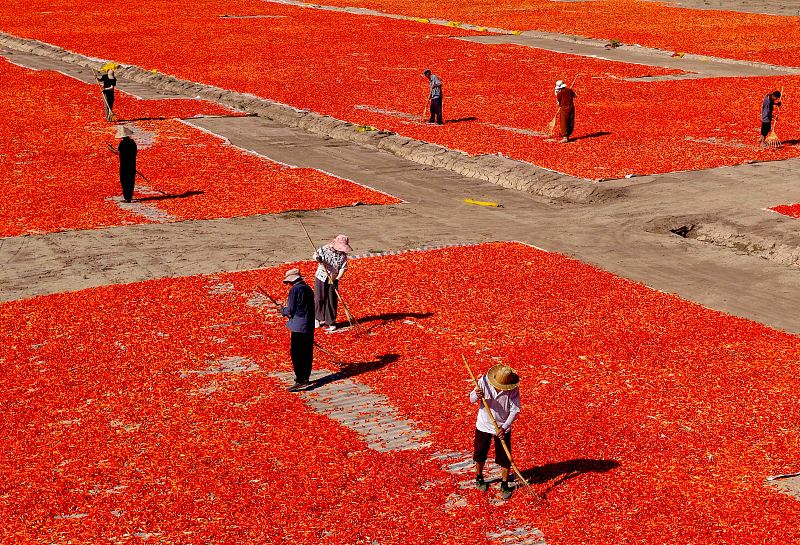 DiarioPovo's tweet photo. Mais de 20 mil hectares de plantações de pimenta no distrito de Qiaocheng, em #Bozhou, província de #Anhui, leste da China, entraram na temporada de colheita, em 3 de agosto. Aproveitando o tempo ensolarado, os agricultores realizam a colheita, a secagem e a seleção das pimentas. https://t.co/ZMsG8LoAyC