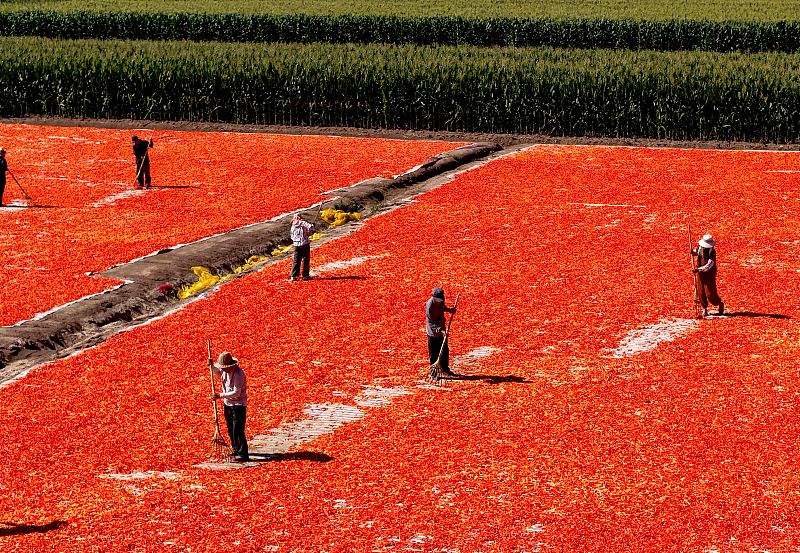 DiarioPovo's tweet photo. Mais de 20 mil hectares de plantações de pimenta no distrito de Qiaocheng, em #Bozhou, província de #Anhui, leste da China, entraram na temporada de colheita, em 3 de agosto. Aproveitando o tempo ensolarado, os agricultores realizam a colheita, a secagem e a seleção das pimentas. https://t.co/ZMsG8LoAyC
