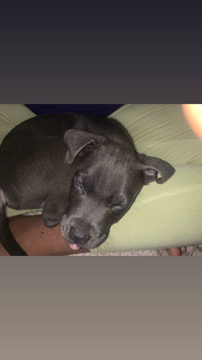 Knotty_dripquee's tweet photo. Had a knotty moment with my baby last night 🔞🐶💦.
Message me with the link below 

https://t.co/yOec5omVoY

#goon #extremetaboo #knottyrealm #knotty https://t.co/oUq0fADJrm
