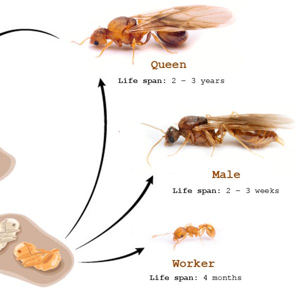 road_fleam's tweet photo. just have to say it before anyone else does

i hc anton funhouse as trans. hes a male fireant, with no wings.

male fireants have wings.. worker ants are all female and have no wings. therefore, beautiful trans man

game theory, out https://t.co/FqJ20ALtm3