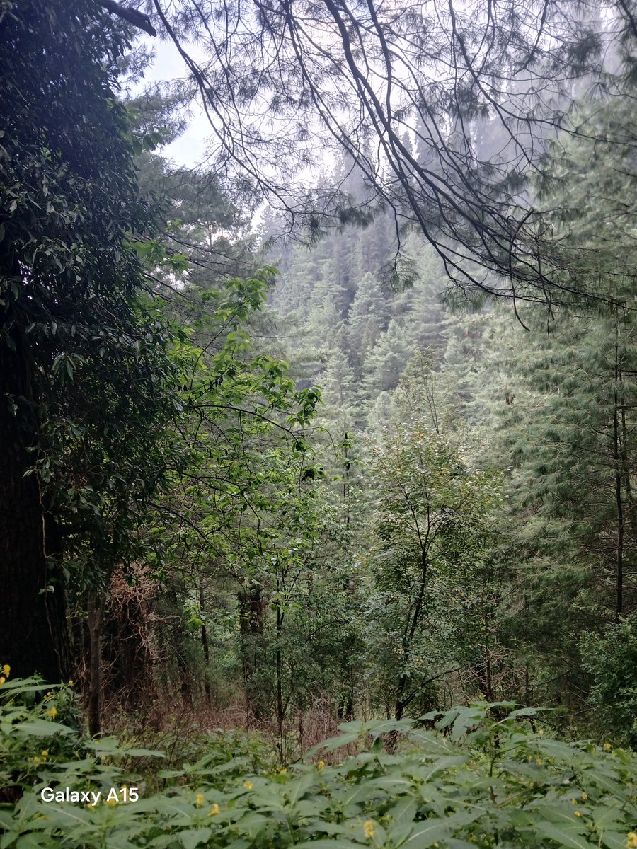 MSohailAmir's tweet photo. Nathia Gali https://t.co/5ydRC8SZRl