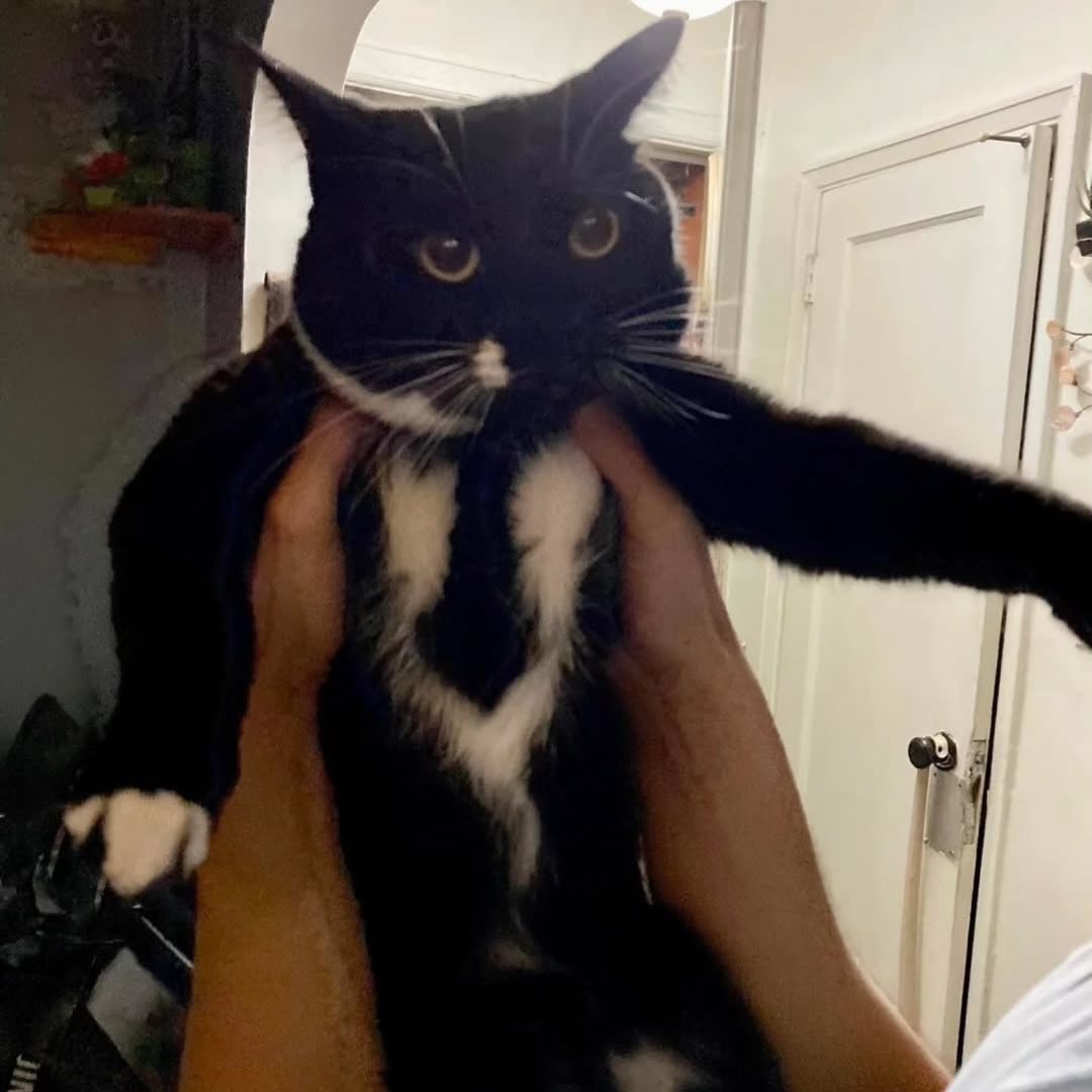 AcervoCharts's tweet photo. Gatinho nasceu com uma pelagem que lembra um terno e gravata. https://t.co/Bt4eQBMx9g