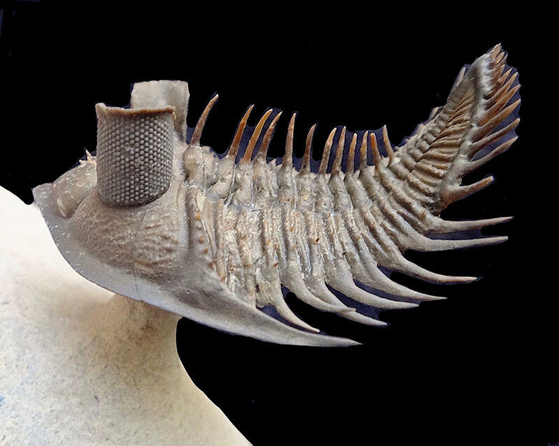 CRCpaleos's tweet photo. TRILOBITES
Erbenochile erbeni (Devónico de Marruecos, 400Ma)
📷Andy Secher
#Devonico #Artropodos #Trilobites https://t.co/ScmUJdmIsO