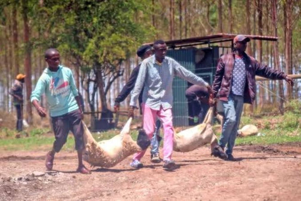 localboyyy's tweet photo. Enyewe hii Kenya tumeona drama. But how did Wamunyoro pull off this one😂😂 https://t.co/wM96tG7sPe