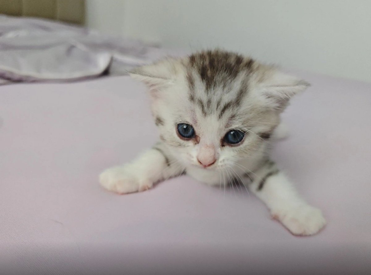 culKitten's tweet photo. https://t.co/ENhTkR176r