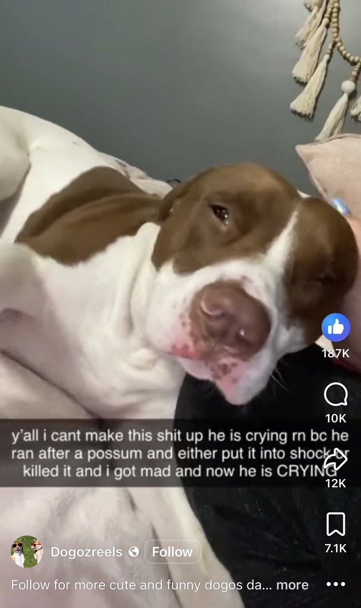 nvrlsyrsml's tweet photo. Pitties are the only dogs I know of who have such a tender heart. They really do cry, like little children when sad, or in trouble. I am so grateful they got their wings!
https://t.co/kX2La9Mdcf https://t.co/XBVRYXW95O