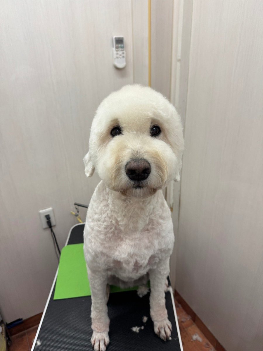 Emma_goldendoo's tweet photo. さっぱりしたよ🐏 https://t.co/4Vt49FhMXJ