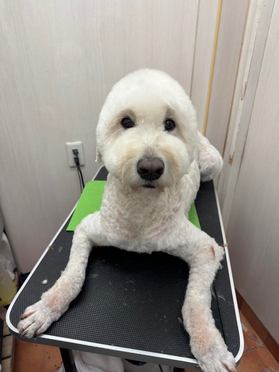 Emma_goldendoo's tweet photo. さっぱりしたよ🐏 https://t.co/4Vt49FhMXJ