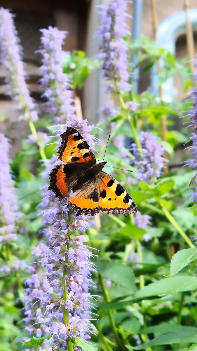 Mtigrel_37's tweet photo. @AriMaj_official #CommonNettleButterfly (#AglaisUrticae)
The wings of this butterfly are a striking bright orange with dark markings along the costal margin and a row of light blue spots on the outer edge. https://t.co/5HZ8Y7hb2h