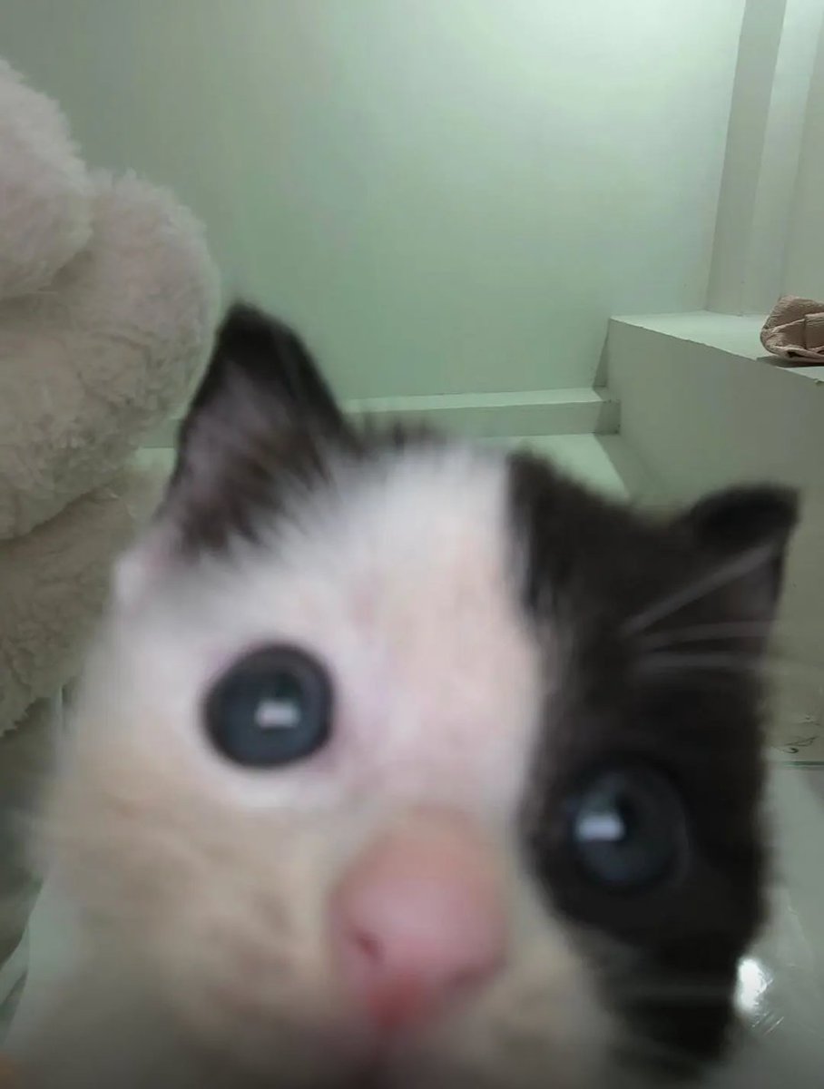 culKitten's tweet photo. https://t.co/lepj8M21VI