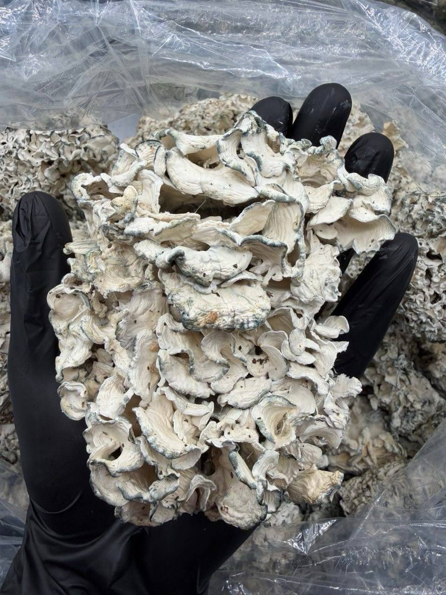 mrzunget's tweet photo. 🧠 ENIGMA 🧠

🍄 STRONGEST MUSHROOM IN THE WORLD 🍄 
Shop link : https://t.co/3X7BYDNX65

🔬 DO YOUR RESEARCH ON THESE. GOOGLE ENIGMA MUSHROOMS 🔬

#mushrooms #shrooms #drugtwt #drugporn #psychedelic #geekbars https://t.co/R0Xe154nwR