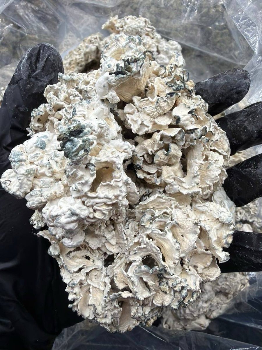 mrzunget's tweet photo. 🧠 ENIGMA 🧠

🍄 STRONGEST MUSHROOM IN THE WORLD 🍄 
Shop link : https://t.co/3X7BYDNX65

🔬 DO YOUR RESEARCH ON THESE. GOOGLE ENIGMA MUSHROOMS 🔬

#mushrooms #shrooms #drugtwt #drugporn #psychedelic #geekbars https://t.co/R0Xe154nwR
