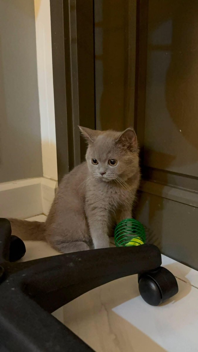 JoongOfficialTH's tweet photo. ─◍─ 04.08.2026 Broadcast Update

📮 I got him. 🐱❤️

🗨 ; chen_rcj

@ChenRcj #จุงอาเชน #JoongArchen https://t.co/gwg1lujbg8