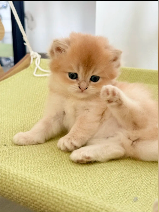 culKitten's tweet photo. https://t.co/0HA63KALBC