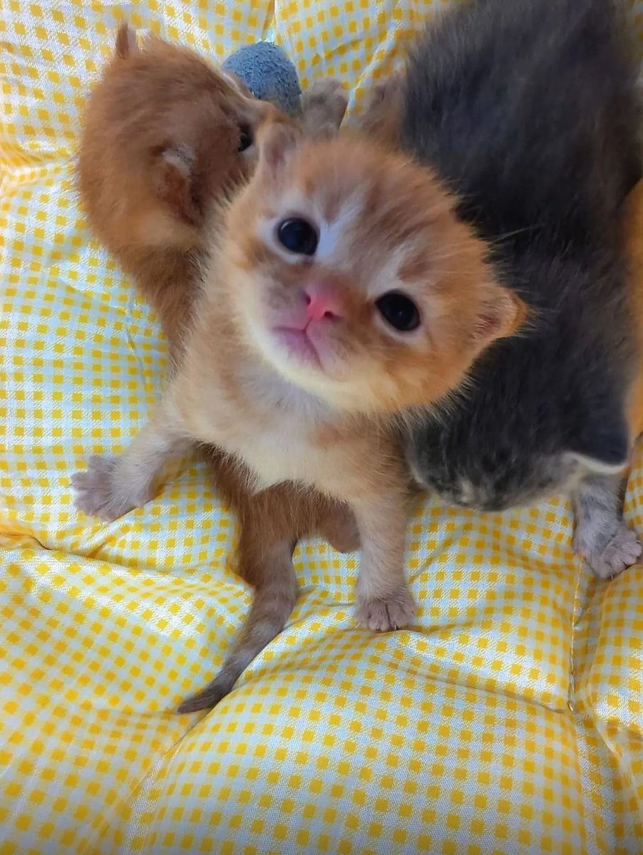 culKitten's tweet photo. https://t.co/a2SVwTaNHV