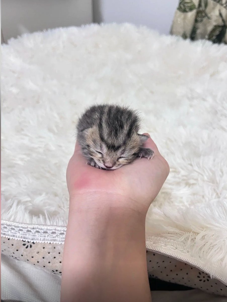culKitten's tweet photo. https://t.co/ezH836VtQI