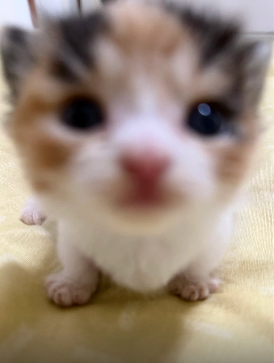 culKitten's tweet photo. https://t.co/rUWYcf6Kco