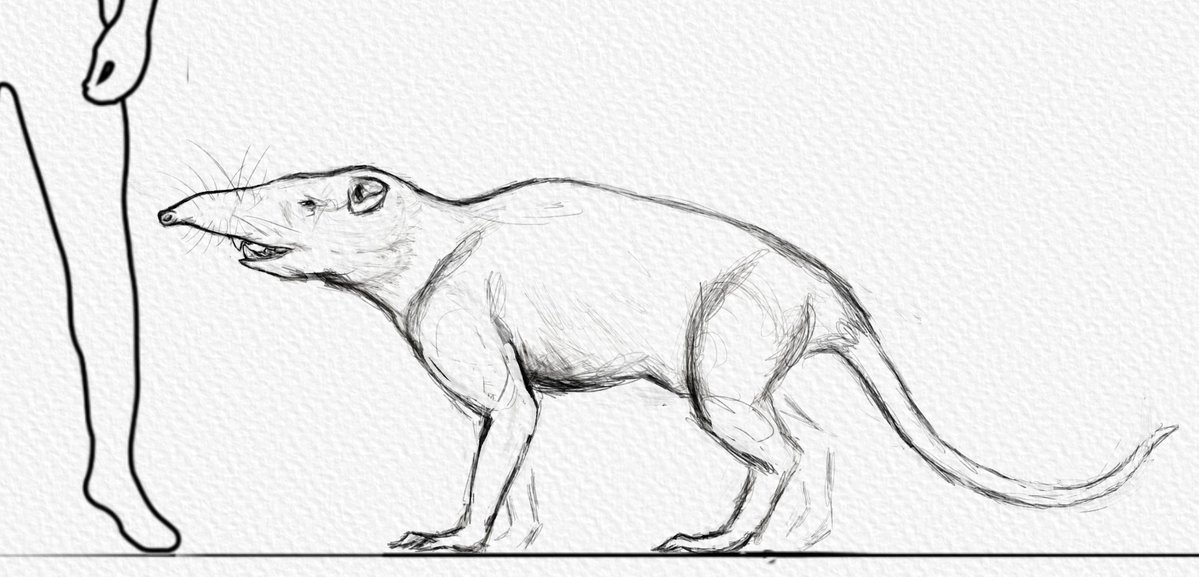 MrComino's tweet photo. wip, Big shew https://t.co/VKTGNbNsSj