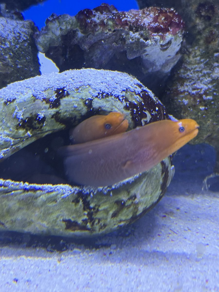 6vbhz's tweet photo. 水族館にて充実した生活を見させられた https://t.co/mnzQdf0F9U