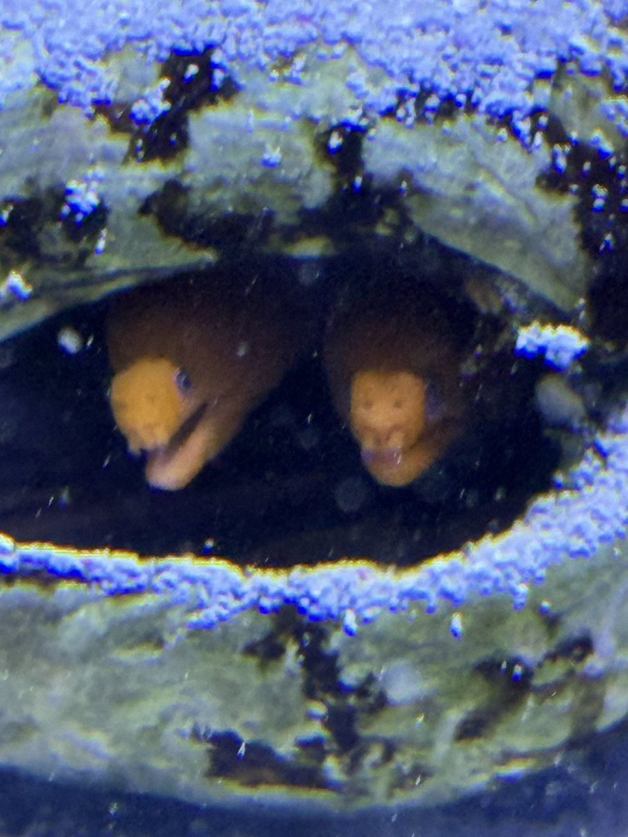 6vbhz's tweet photo. 水族館にて充実した生活を見させられた https://t.co/mnzQdf0F9U