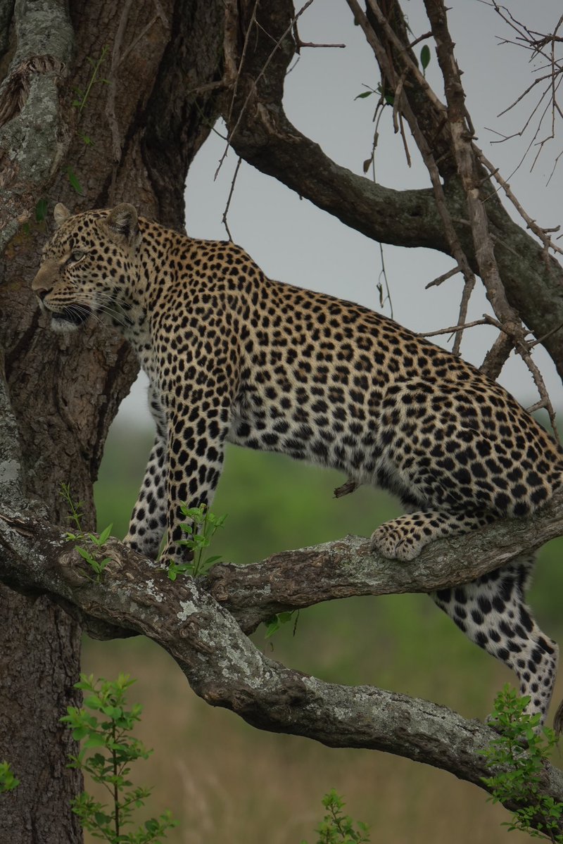 geraldladnestor's tweet photo. From Tree Climbing Lions of Ishasha Sector To The panther Pardus, Queen Elizabeth is truely hidden Jam, Join me for Photography Journeys with @gorillasights. https://t.co/c5tpBh8yMp
