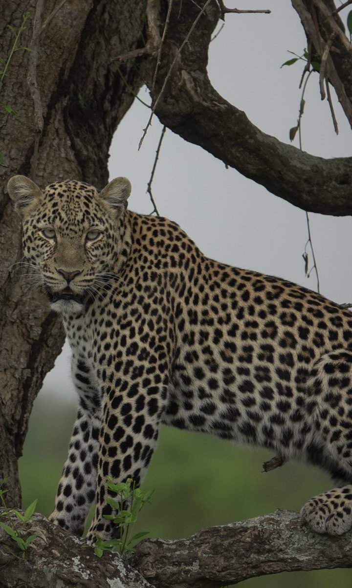 geraldladnestor's tweet photo. From Tree Climbing Lions of Ishasha Sector To The panther Pardus, Queen Elizabeth is truely hidden Jam, Join me for Photography Journeys with @gorillasights. https://t.co/c5tpBh8yMp