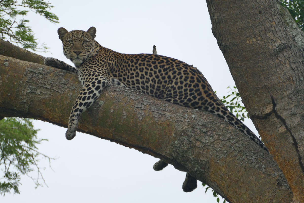 geraldladnestor's tweet photo. From Tree Climbing Lions of Ishasha Sector To The panther Pardus, Queen Elizabeth is truely hidden Jam, Join me for Photography Journeys with @gorillasights. https://t.co/c5tpBh8yMp