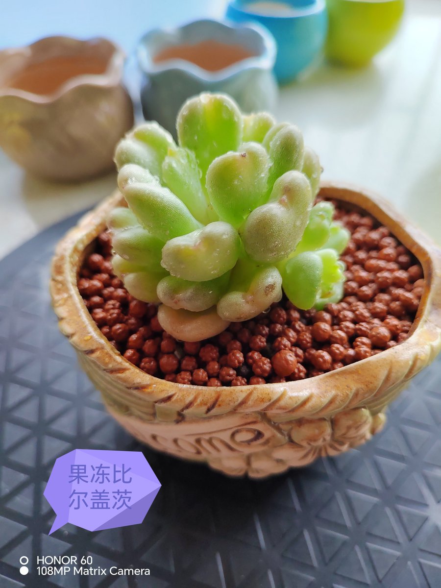 Ruth1722304's tweet photo. Just finished up this cute mason jar succulent planter with just hot glue, sand, and a tiny succulent from the grocery store—super quick weekend DIY win! , https://t.co/J2pCFfD2vD