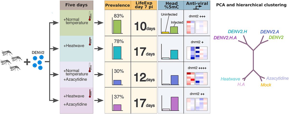 BiogentsAG's tweet photo. 🔥🦟 Heatwaves may reshape dengue risk. In #Aedes aegypti, heat stress increased survival and favored #DENV-2 replication via #RNA methylation pathways. Disrupting 5mC-RNA cut infection rates from 78% to 37%, revealing a potential new target for control.
👉https://t.co/rVyNekfneu https://t.co/tobSr68ZRb
