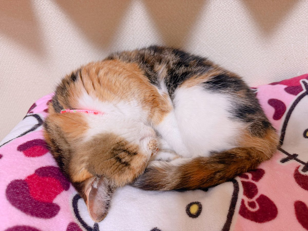 ✿ べーちゃん様ご確認用です ✿ ありがとうございますﾟ･*:.｡❁ Post by あめちゃん🐱 on X: 🐱
