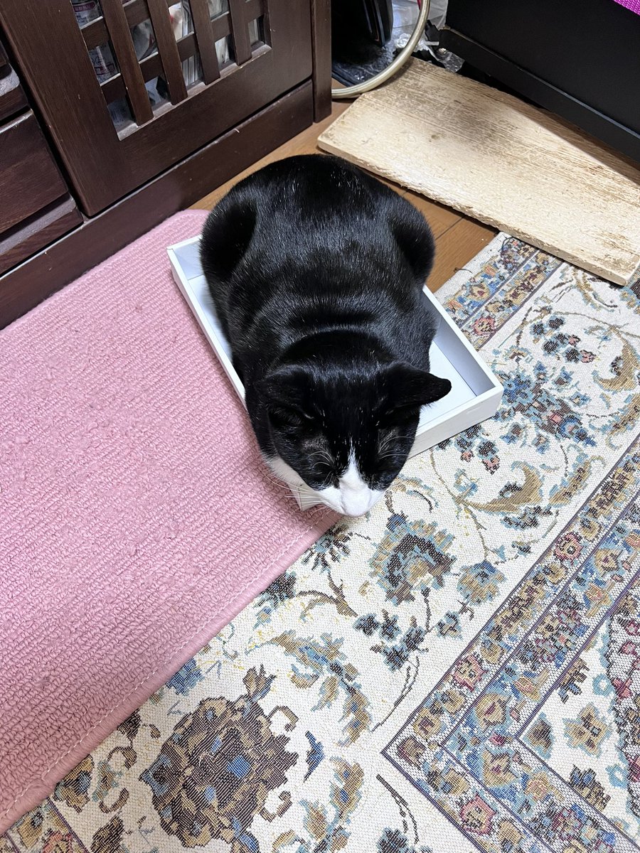 mitarashi2020's tweet photo. ああー、可愛よ‥

狭い箱に入ってる猫って、どうしてこんなに可愛いんでしょ
#箱入り猫 https://t.co/4y1TQHwADs