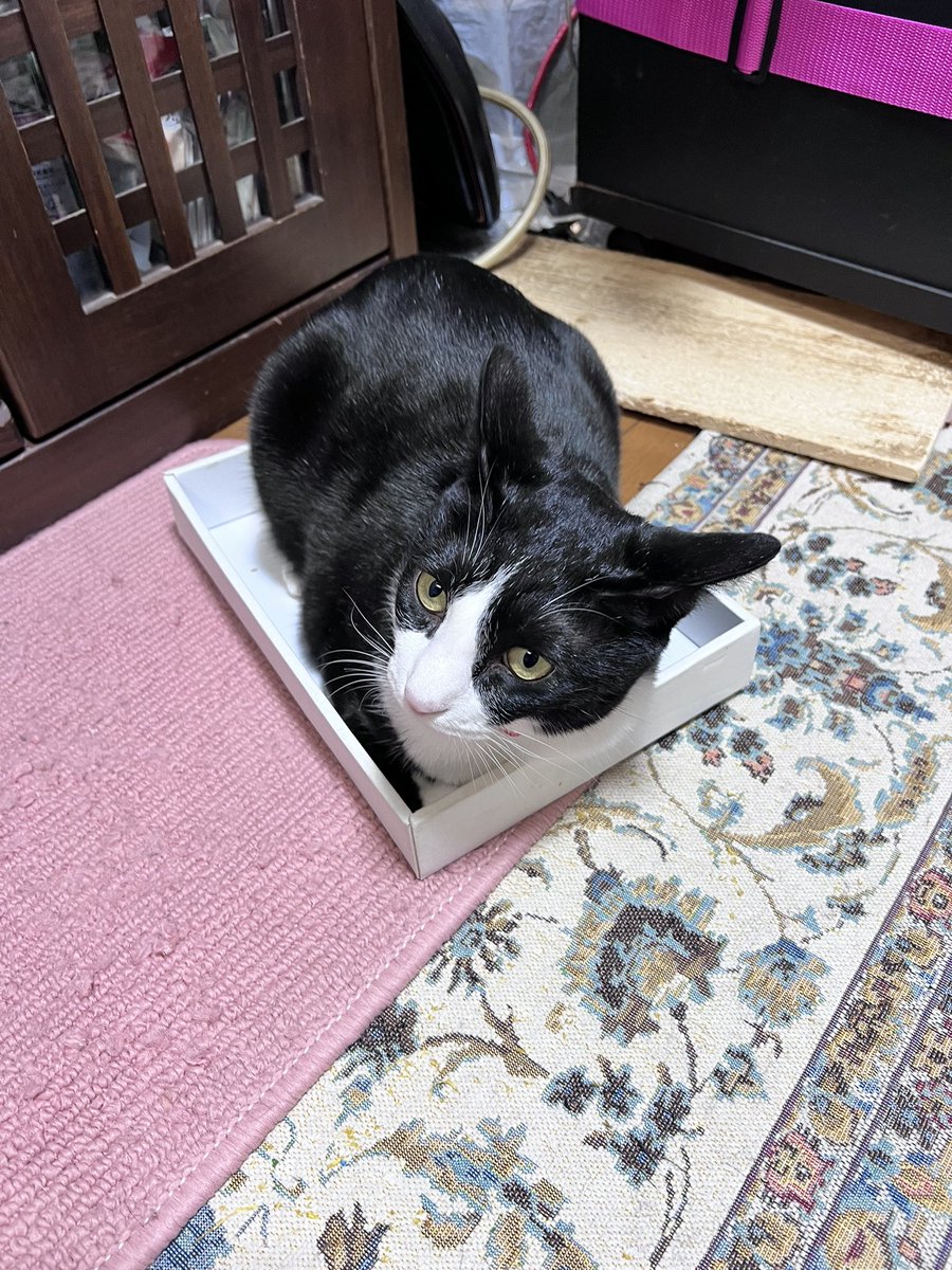 mitarashi2020's tweet photo. ああー、可愛よ‥

狭い箱に入ってる猫って、どうしてこんなに可愛いんでしょ
#箱入り猫 https://t.co/4y1TQHwADs