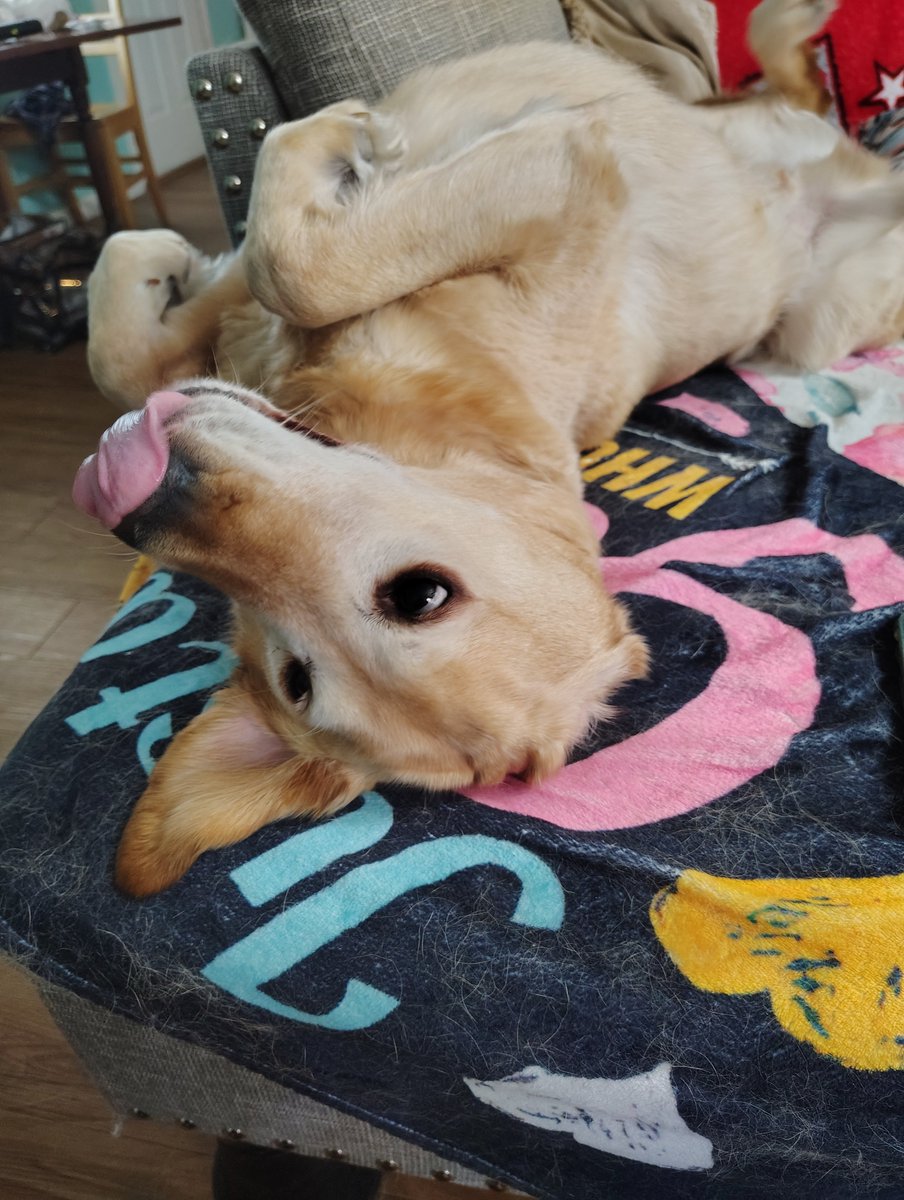 wolfwriter26's tweet photo. Figure I would share a picture of Tuck, managed to get it at the right time. (Don't worry, he glared at me afterwards😂🤣) He doesn't like getting his picture taken so the ones I manage to get are surprising. https://t.co/FFo0oUg4zV