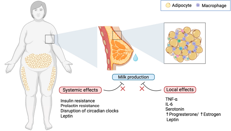bvsspa's tweet photo. 🤱 "Etiology of Delayed Lactogenesis in Obesity"@_IBIMA @HRegionalMalaga.

👉 Disponible en #risalud https://t.co/VSrcEUtaDY

#BVSSPA #LactanciaMaterna #Obesidad #SaludMaternoInfantil https://t.co/5HJDBrHO55