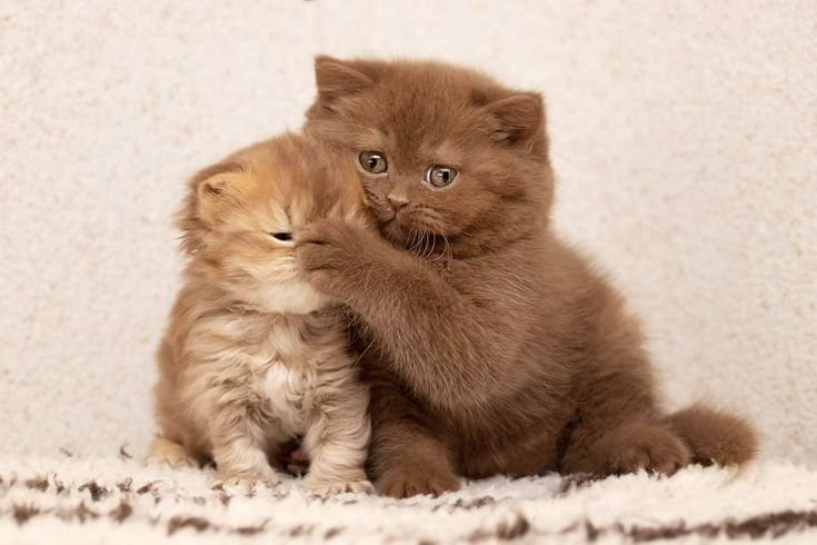 purinlen's tweet photo. goodmorning!!!!!!!!!!!!!!!!!! ππππππππ lets #takeALook πππππππππ at brown baby kitens πππππππππ https://t.co/7ARuJN6NEy