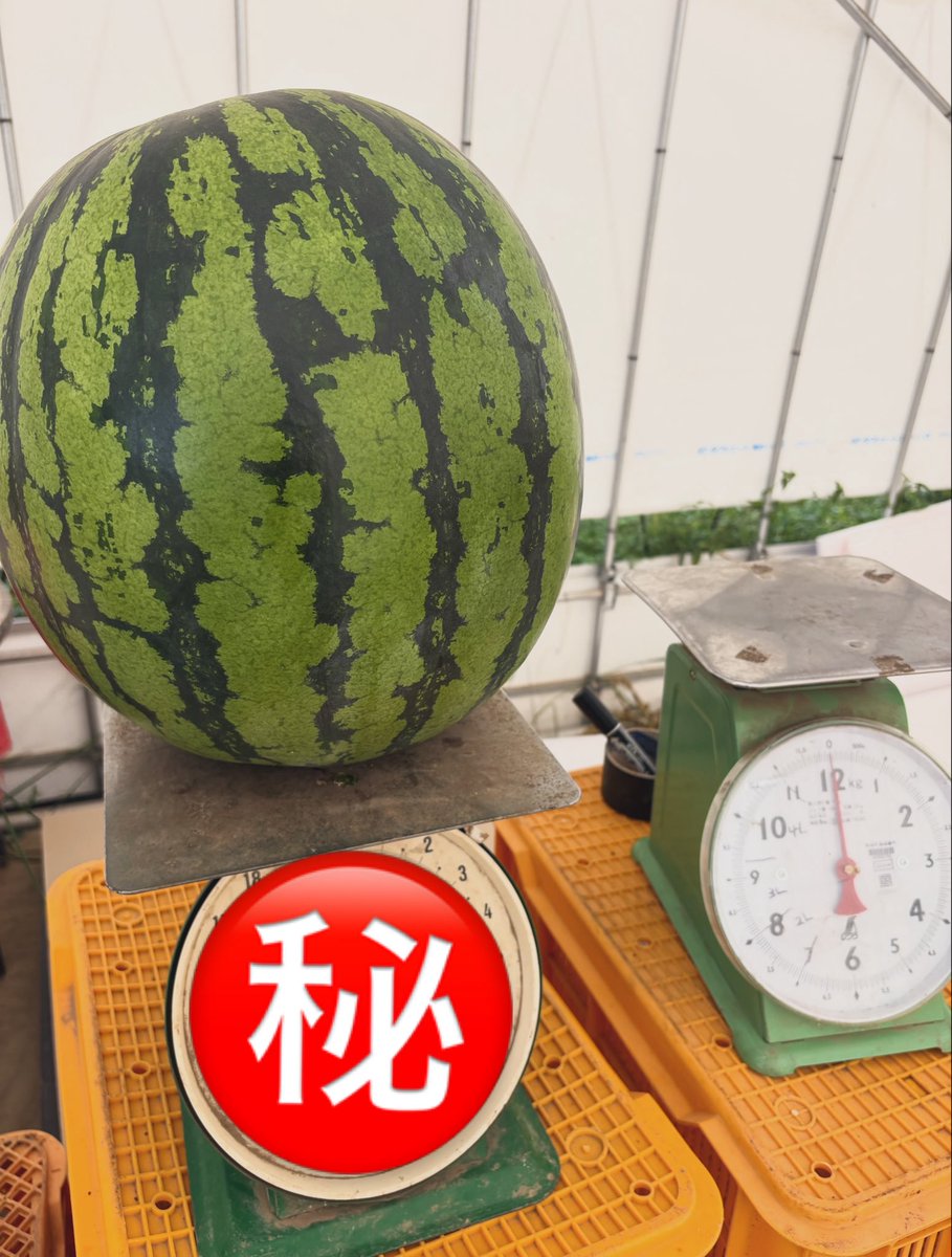 hiro19860317's tweet photo. 今年もやります🍉
スイカ重さ当てクイズ‼️
この3玉の合計を当てた方に5Lのスイカ送ります📦🍉
ヒントは3玉とも重さは違います😊
フォロー外からでも大丈夫です🙆
美味しいスイカを食べて暑い夏を乗り越えましょう‼️☀️
よーい❗️スタート‼️

https://t.co/Kx85xR9O6Z https://t.co/nWJMXdDnuG