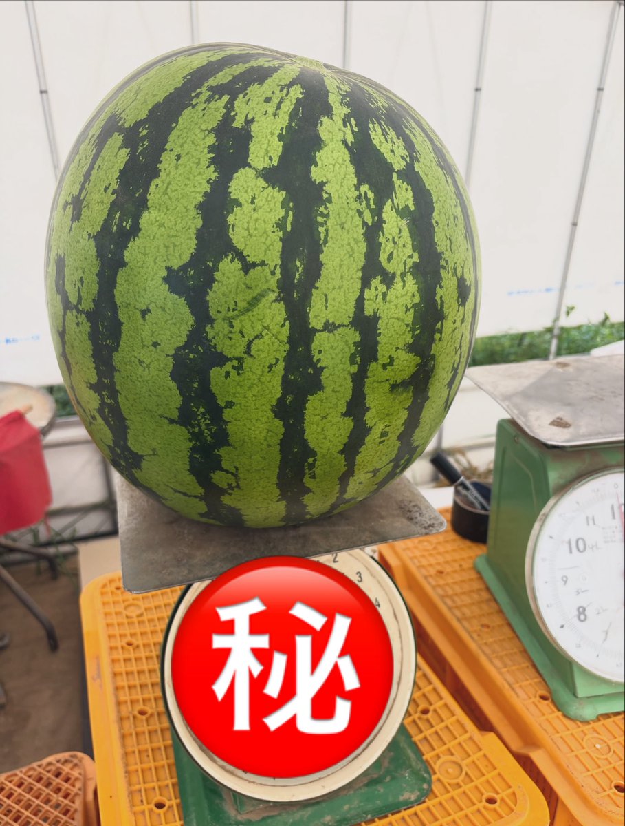 hiro19860317's tweet photo. 今年もやります🍉
スイカ重さ当てクイズ‼️
この3玉の合計を当てた方に5Lのスイカ送ります📦🍉
ヒントは3玉とも重さは違います😊
フォロー外からでも大丈夫です🙆
美味しいスイカを食べて暑い夏を乗り越えましょう‼️☀️
よーい❗️スタート‼️

https://t.co/Kx85xR9O6Z https://t.co/nWJMXdDnuG