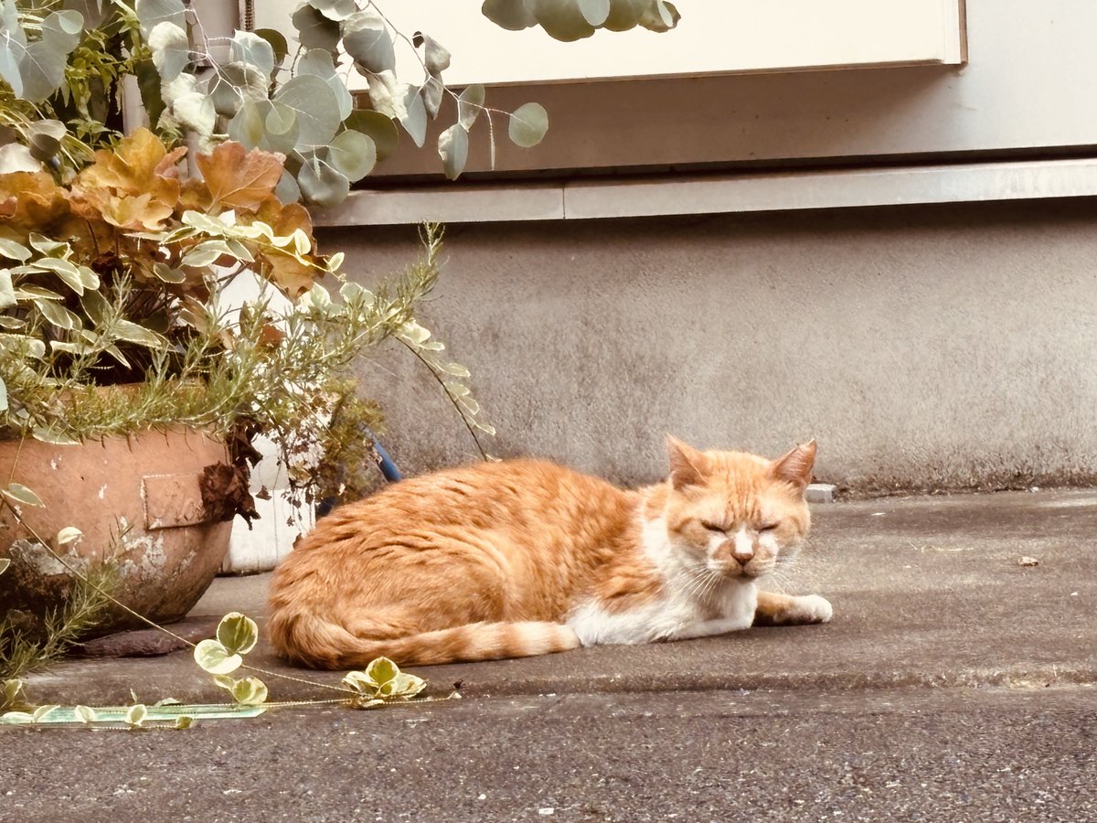 IQ10BtechichiJr's tweet photo. ドリームキャット新色買えた。帰りにリアルキャットにも出会えた✌️😾✌️ https://t.co/xKzZtcfZo7