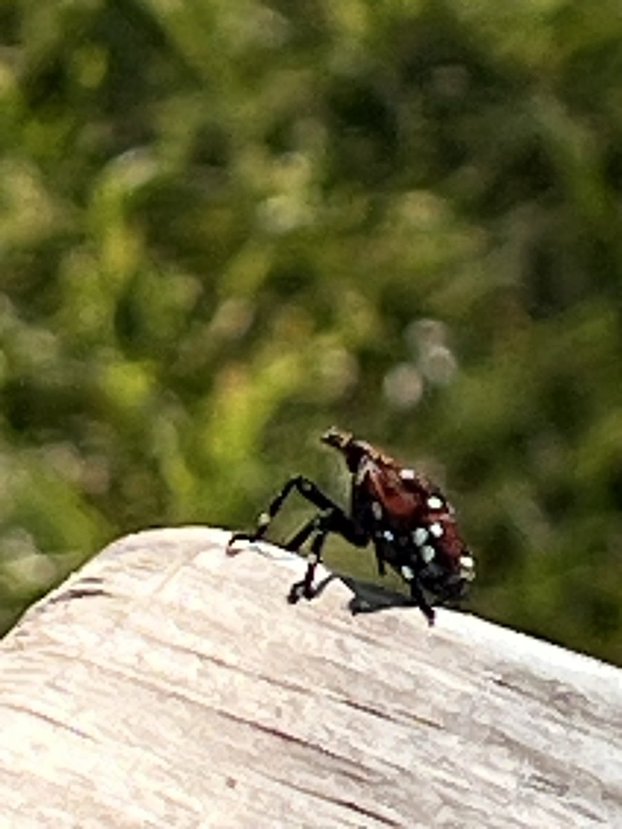 13garbageman's tweet photo. @InsectsUnlocked can you identify this insect? https://t.co/7sxWnW7Xas