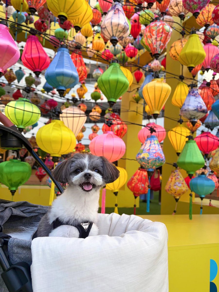 C6O10917's tweet photo. にこにこわんこ🐶

#犬のいる暮らし https://t.co/5xtJJfP7ks